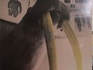 Walrus  (Everyone Deserves a Fat Chance)  (Janus 3051) ('72) (Sealed)