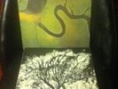 Dead Can Dance  The Serpents Egg  LP