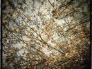 HORSE FEATHERS - THISTLED SPRING NEW VINYL