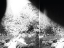 Godspeed You  Black Emperor - Asunder,Sweet and Other Distress  Vinyl LP Co NEW