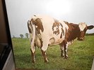 PINK FLOYD ORIGINAL UK ATOM HEART MOTHER HARVEST SHVL 781 A1-G/B1-G NO EMI BOX