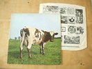 PINK FLOYD - ATOM HEART MOTHER - HARVEST 1970 BRITISH LP