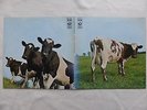 Pink Floyd, Vinyl LP, Atom Heart Mother, Ital. Pressung 1970, Nr. 3 C 062-04550
