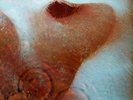 Pink Floyd - Meddle (LP, Album, RP, Gat) - Vinyl - 114470