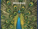 Bluetones,the - Expecting To Fly NEW LP