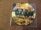 SAXON - DOGS OF WAR      PICTURE LTD OF 500