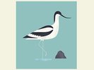 Bert Jansch - Avocet [Vinyl New]