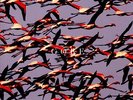 Deftones - Gore   Double  Vinyl LP  New & Sealed