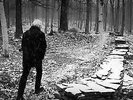 GRAHAM NASH  This path tonight  LP + 7