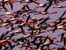 Deftones - Gore