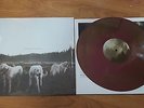 Foxing The Albatross vinyl sorority noise old gray into it over it