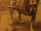 Alice in Chains Self-Titled RED vinyl 2LP with inserts Layne Staley