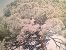 STEPHAN MICUS 'BEHIND ELEVEN DESERTS' IMPORT LP WIND RECORDS RARE/NEW CONDITION