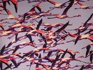 DEFTONES - Gore - Vinyl (gatefold heavyweight white vinyl 2xLP)