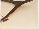 Wishbone Ash  Wishbone Ash Vinyl Record