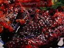 ANIMAL COLLECTIVE - Strawberry Jam - Vinyl (2xLP)
