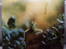 LP Steely Dan - Katy Lied 1975 Germany Press FREE SHIPPING