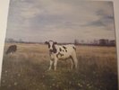 LP PINK FLOYD DARK SIDE OF MOO OUT TAKES PSYCH RARE SCREAMING ABDABS TRIXIE NM