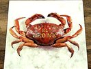 Mariachi El Bronx ?- Mariachi El Bronx - (LP, Vinyl, 2009, clear, the)