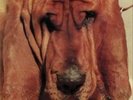 Goodbye Bread by Ty Segall.