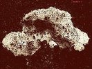 Array 1 - LOOP [LP]
