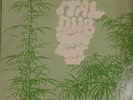 Augustus Pablo Ital Dub Trojan Records Vinyl LP