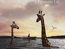 NEWCOMER,CARRIE-PERMEABLE LIFE  (US IMPORT)  VINYL LP NEW