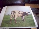 PINK FLOYD atom heart mother  gatefold lp 1971 2nd  press SHVL 781