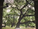 Noel Gallagher High Flying Birds Signed The Dying of The Light Vinyl COA