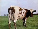 Pink Floyd Atom Heart Mother - Quad - 2nd vinyl LP album record UK Q4SHVL781
