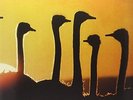 Sunflower - Milt Jackson (2014, Vinyl NEW)