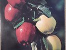 NM- THE WASHINGTON APPLE FOLK PSYCH LP - FRESH COUNTRY APPLES 