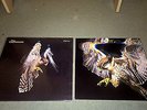 Courteeners - Falcon [Vinyl LP]