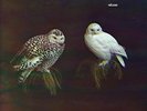 DUNGEN - HÄXAN (OST) (LP+CD)   VINYL LP+CD NEW