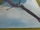 Free original vinyl LP on Pink Island label ILPS- 9104
