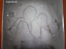 Kate Bush – 50 Words For Snow  2 x LP gatefold + 20 pages book – FPLP007 – New