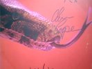 Alice Cooper Killer LP AUTOGRAPHED
