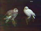 DUNGEN Haxan LP White Vinyl RSD BF 2016 Record Store Day NEW SEALED