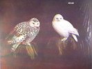 DUNGEN - Haxan - Vinyl (LP + CD)