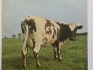 Pink Floyd - Atom Heart Mother - 1970 GT Britain - EMI Harvest - Vinyl LP