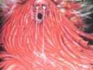 MORGOTH - RESURRECTION ABSURD - DE 89
