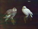 Dungen-Hoxan  VINYL NEW