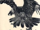 TUCKY BUZZARD - BUZZARD   (1973 UK VINYL LP PURPLE RECORDS)