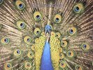 BLUETONES, The - Expecting To Fly - Vinyl (LP)