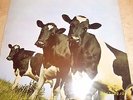 Pink Floyd Atom heart mother