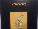 LP ITALIAN PROG GLI ALLUMINOGENI - SCOLOPENDRA STAMPA 1991