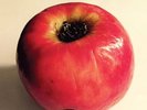 Ryan Adams - Prisoner - Sealed - Apple / Bong Cover - Barnes & Noble Exclusive
