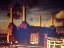 PINK FLOYD ANIMALS 1977 - Vinyl rose