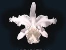Aha Shake Heartbreak, 2016  Kings Of Leon Vinyl NEW