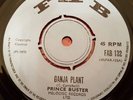 Prince Buster Ganja Plant UK 7